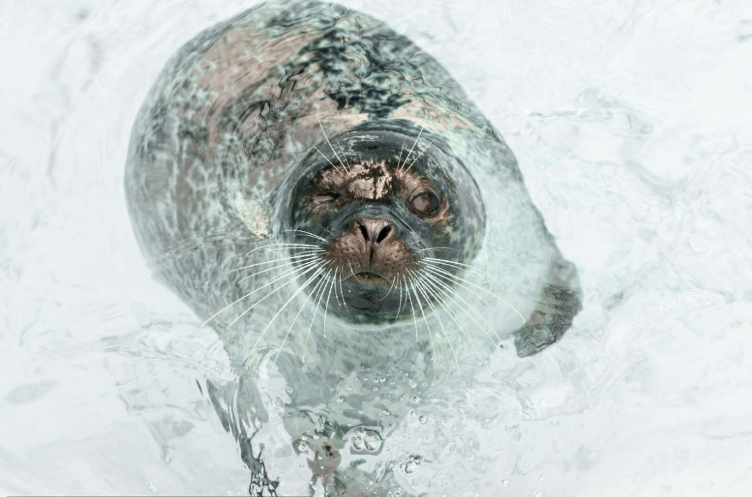 南极洲女足选手在比赛中势如破竹,取得胜利的简单介绍 南极洲女足选手在比赛中势如破竹,取得胜利的简单介绍