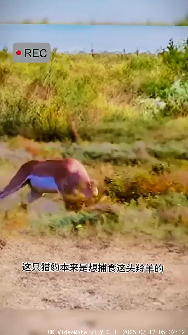 一决高下,双方展开激烈对抗 一决高下,双方展开激烈对抗