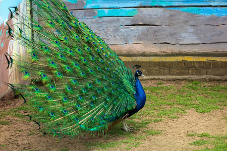 英南两雄对草地赞誉声薰巴西